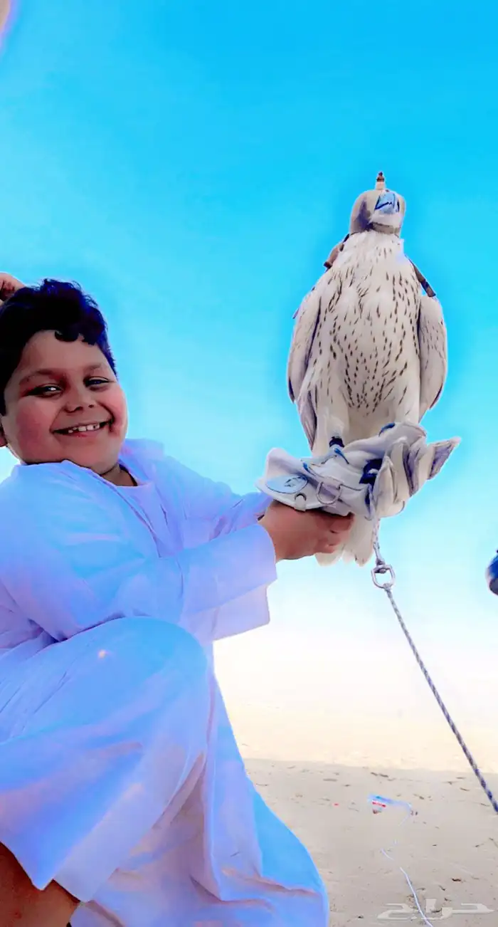 دورة صقارة تعليم على نقل صقر لصقار دورة تعليم صقور 2