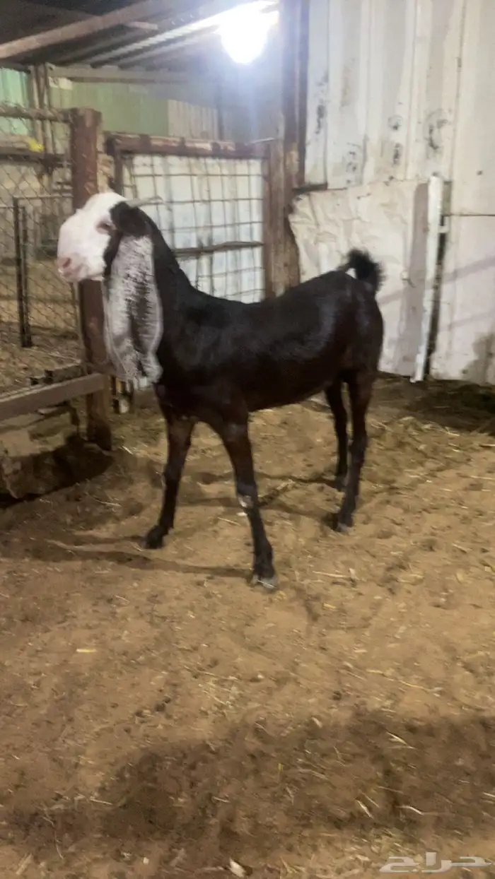 تممم البيع 0