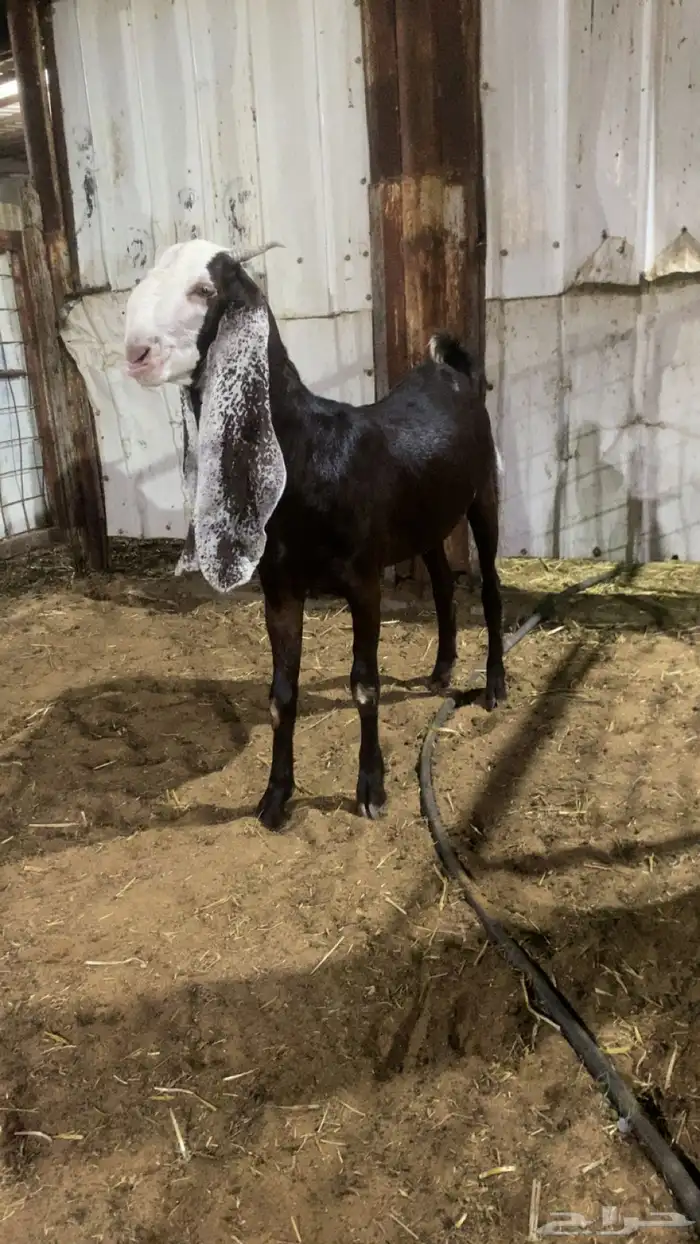 تممم البيع 2