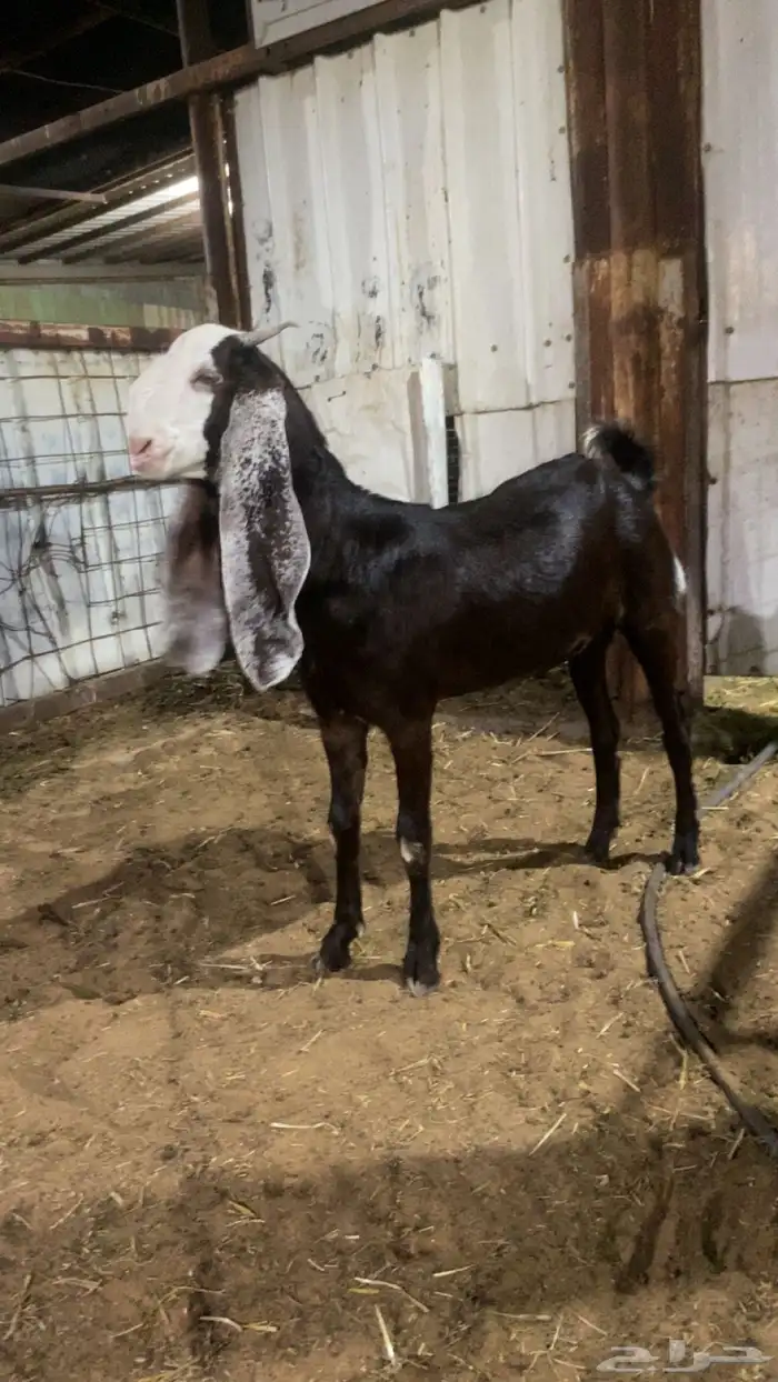 تممم البيع 1