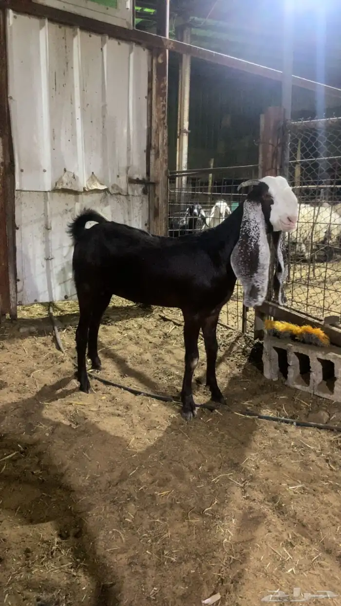 تممم البيع 3