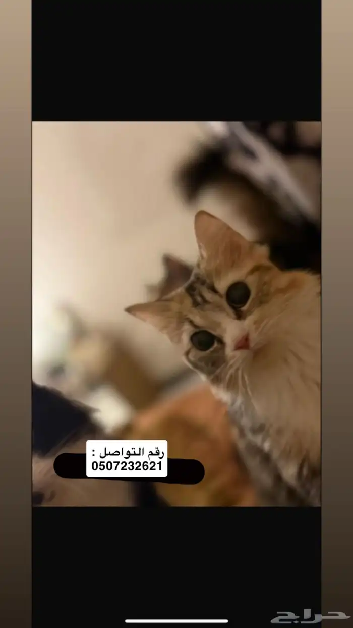 قطط للتبني 1