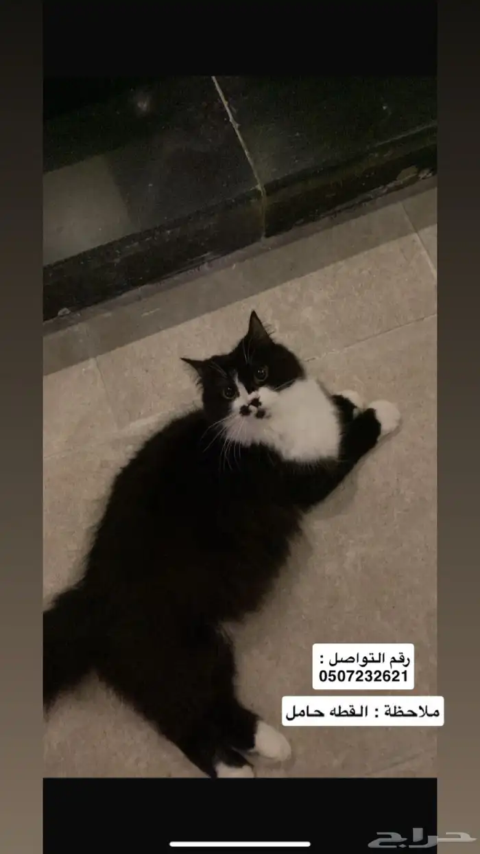 قطط للتبني 0