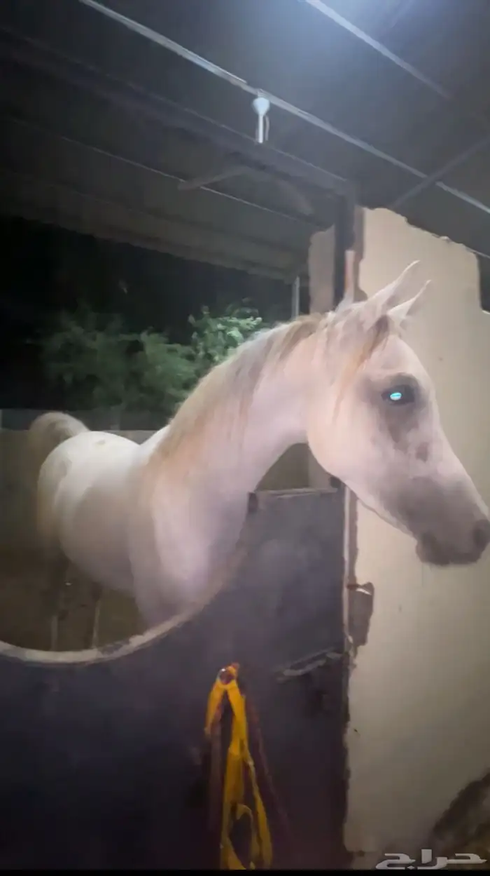 خيل شعبي 0