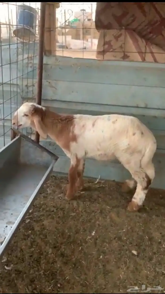 حروف ذبيحه عمره 4 شهور وفوق 0