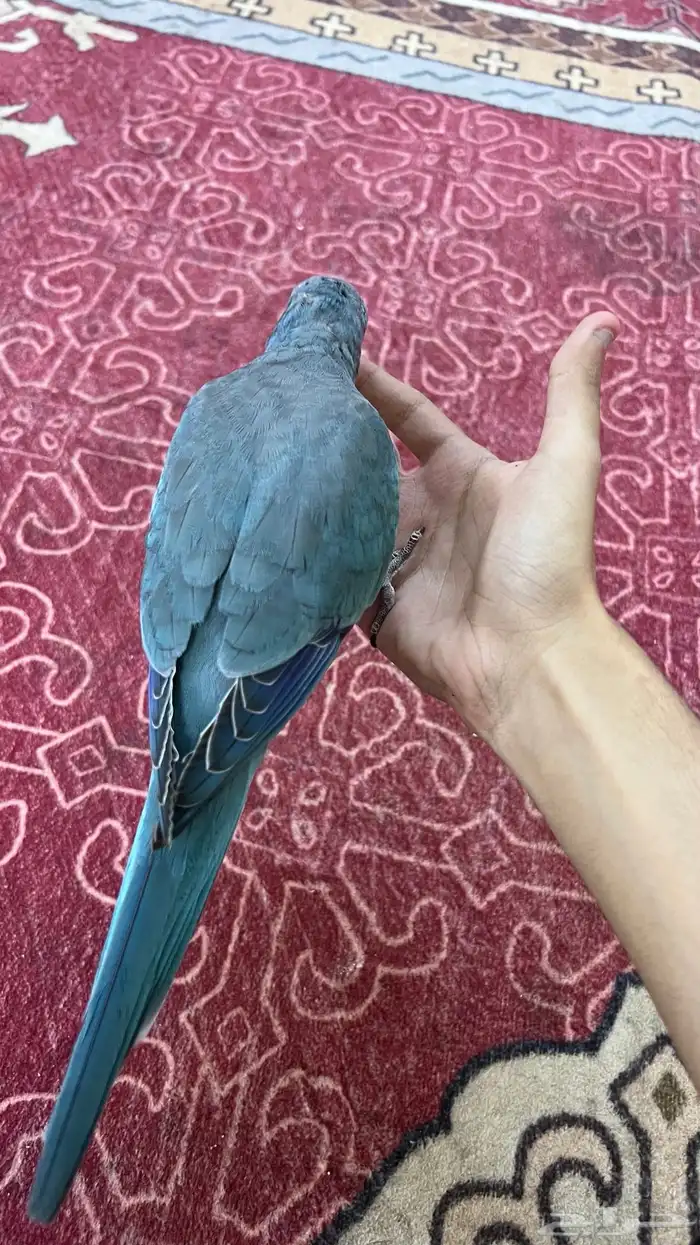 كويكر هدد داخلي 0