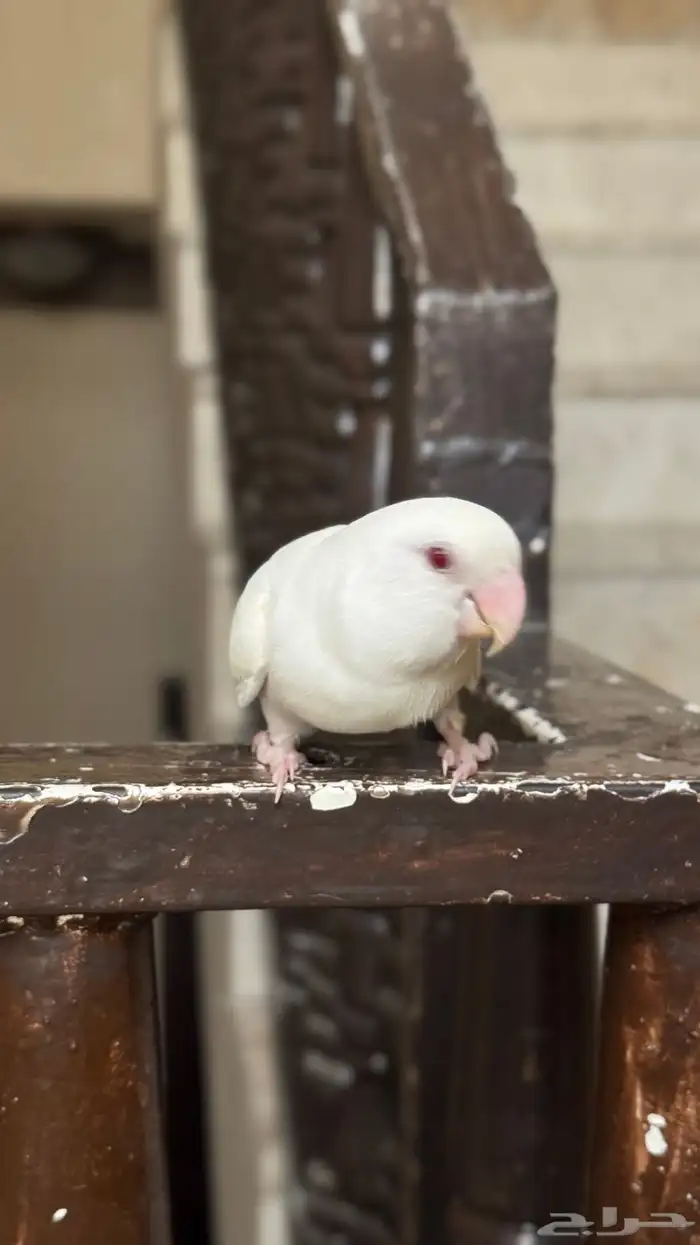 روز البينو 2