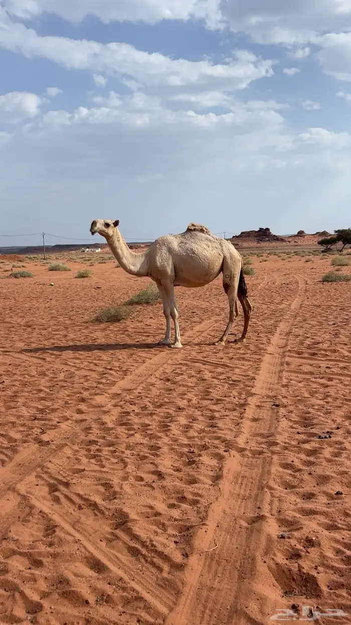 بكرة شقحا رمانيه كفو بداوه طيبة 0