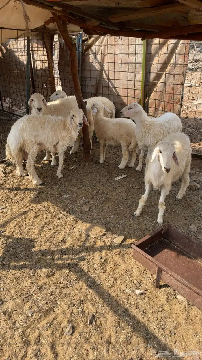 طليان حري عدد 5 2