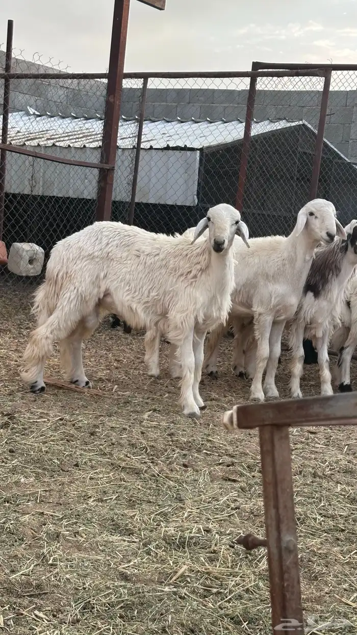 طليان للبيع جمله وتفريد 3