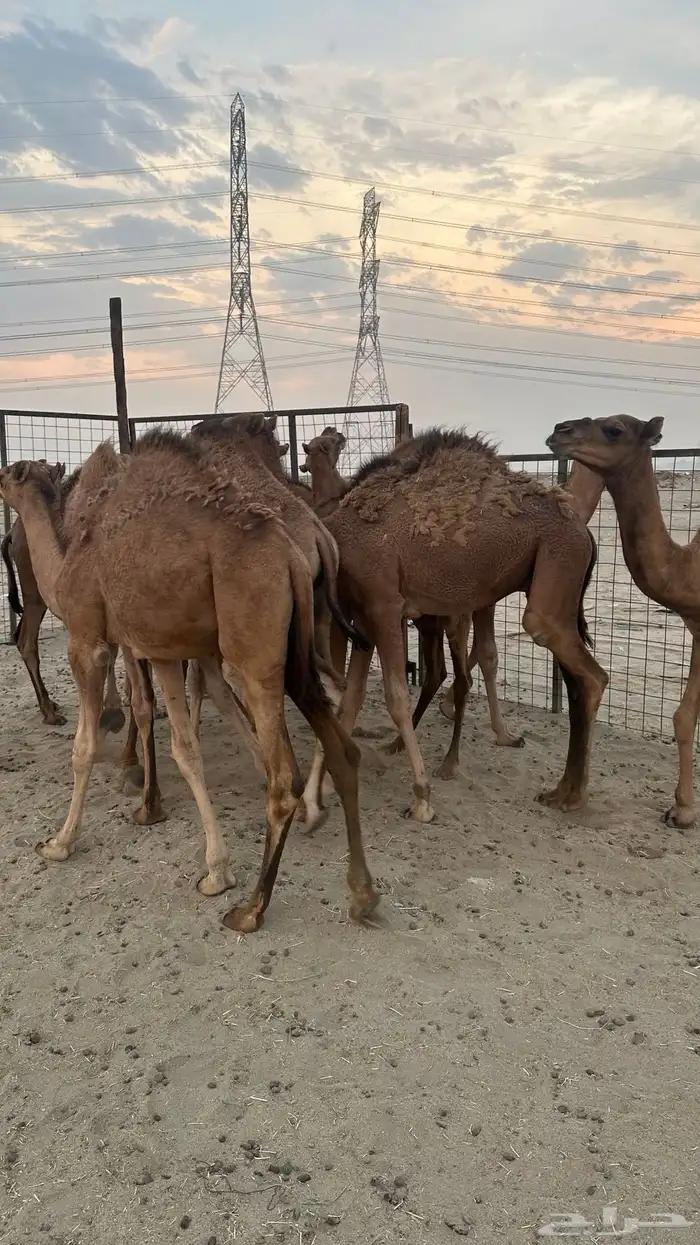 قعدان بلدي سواحل طيبه ( تم البيع ) 4