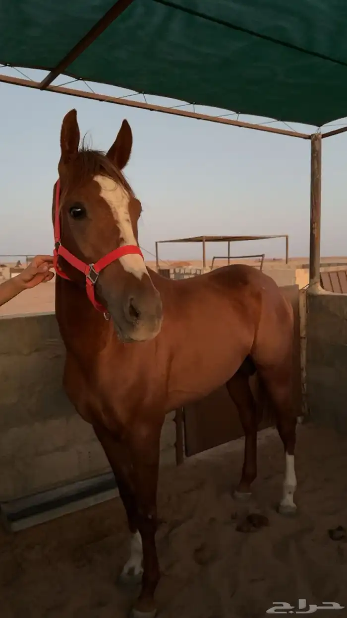 حصان فرنسي 3