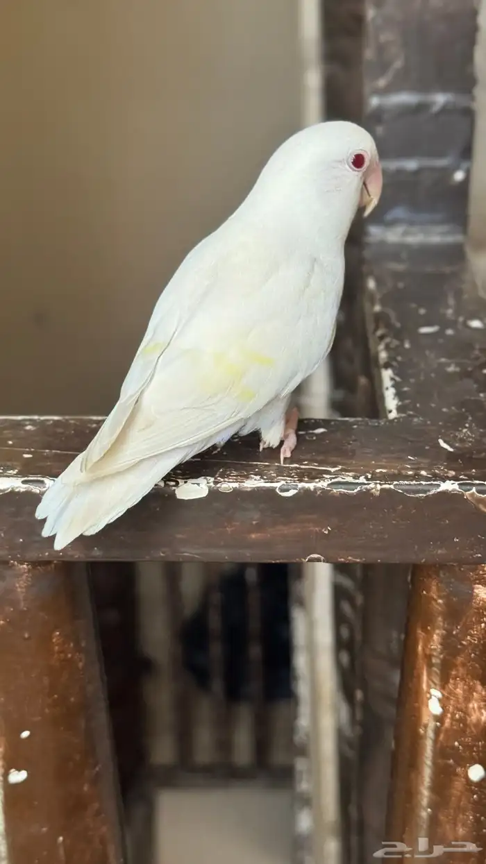 روز البينو 7