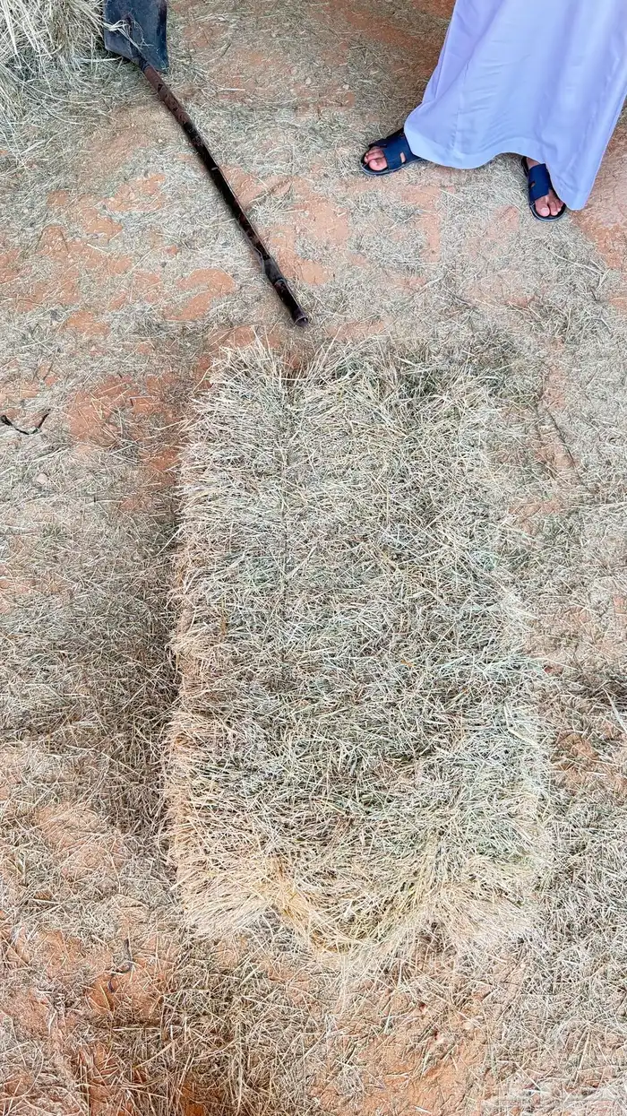 برسيم يابس 1