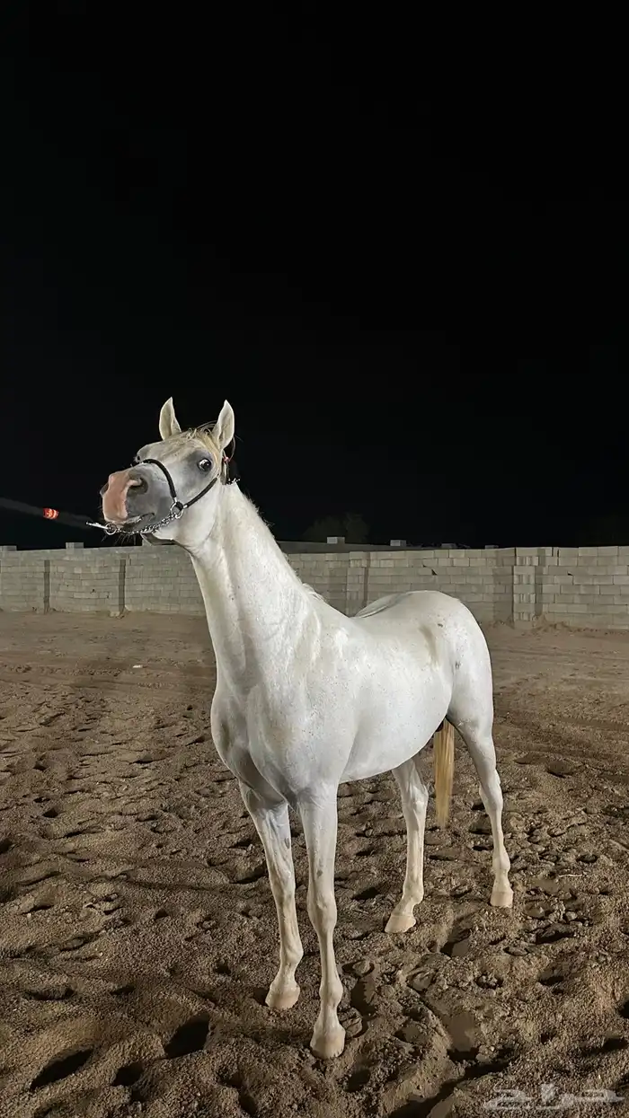 بطل الفضة مشكور للتشبيه لوجه الله 2
