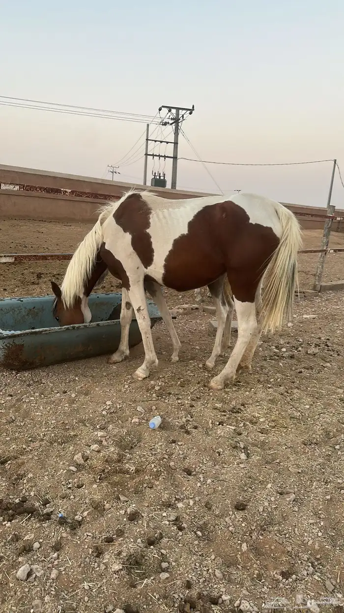 فرس وبنتها 1
