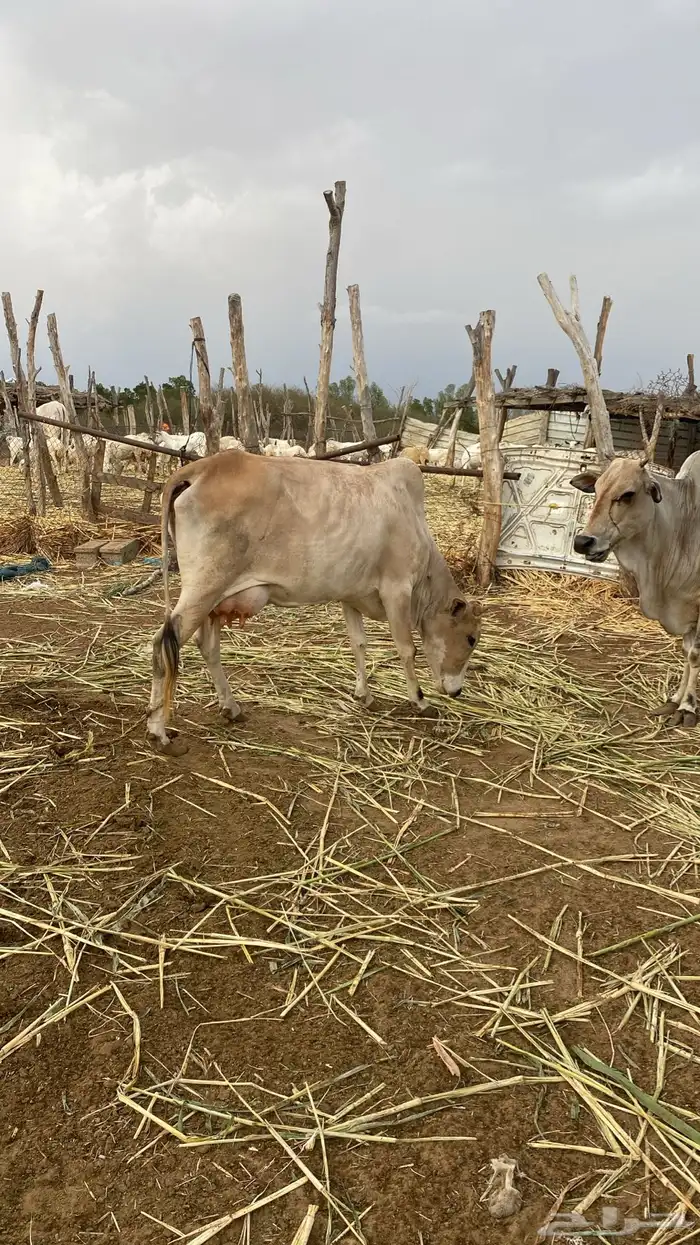 سمن بلدي نظيف 2