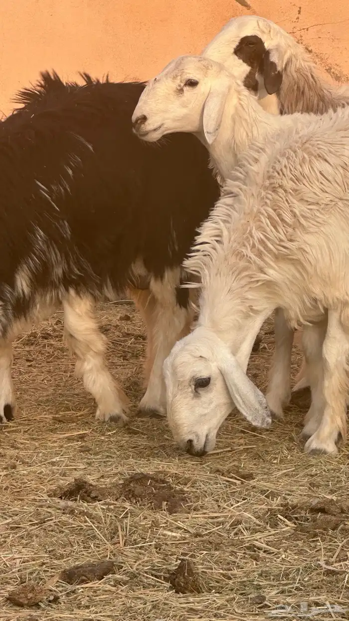 طليان للبيع جمله وتفريد 5