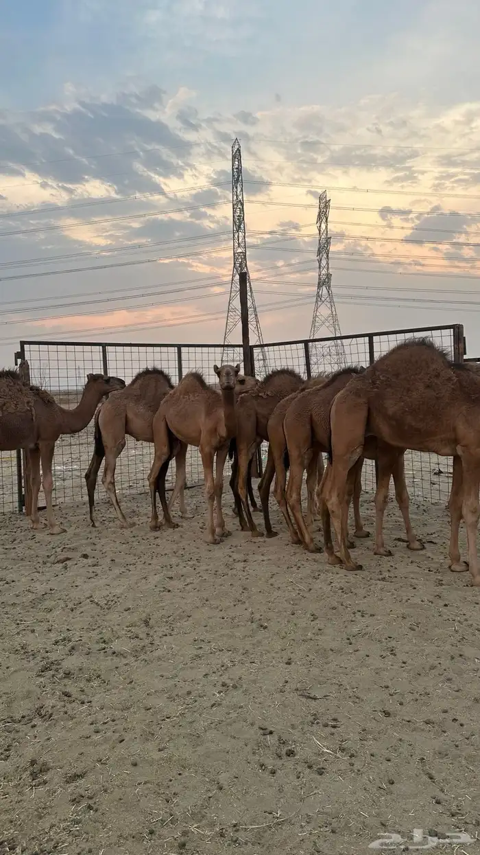 قعدان بلدي سواحل طيبه ( تم البيع ) 7