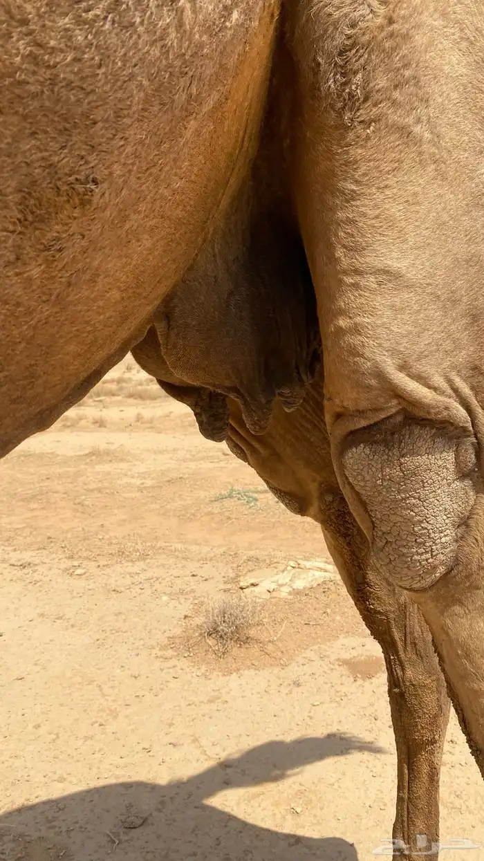 ثلاث عروض كفو قصب فل شحم وناقه ملاقي 2