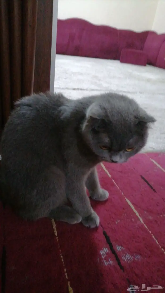 قطو سكوتش فولد انثى 2