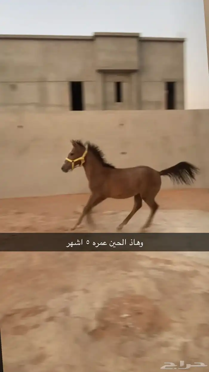 مهر شيخ 2