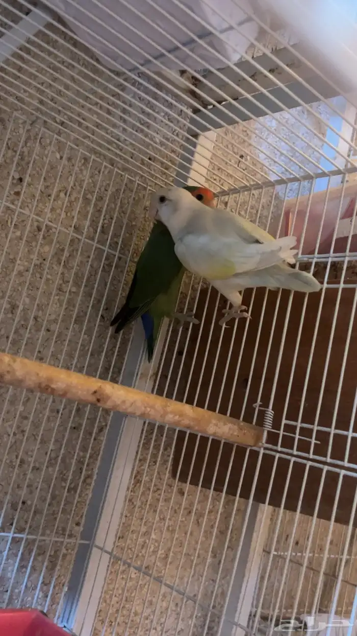 للبيع جوز روز منتجين الي توقف عليه سومه نصيبه 1