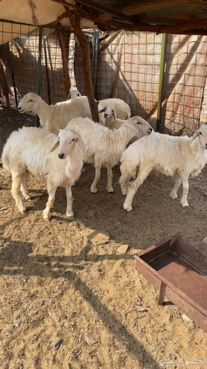 طليان حري عدد 5 3