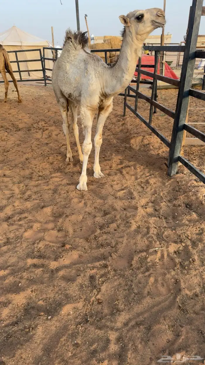 للبيع الابل كفو 7