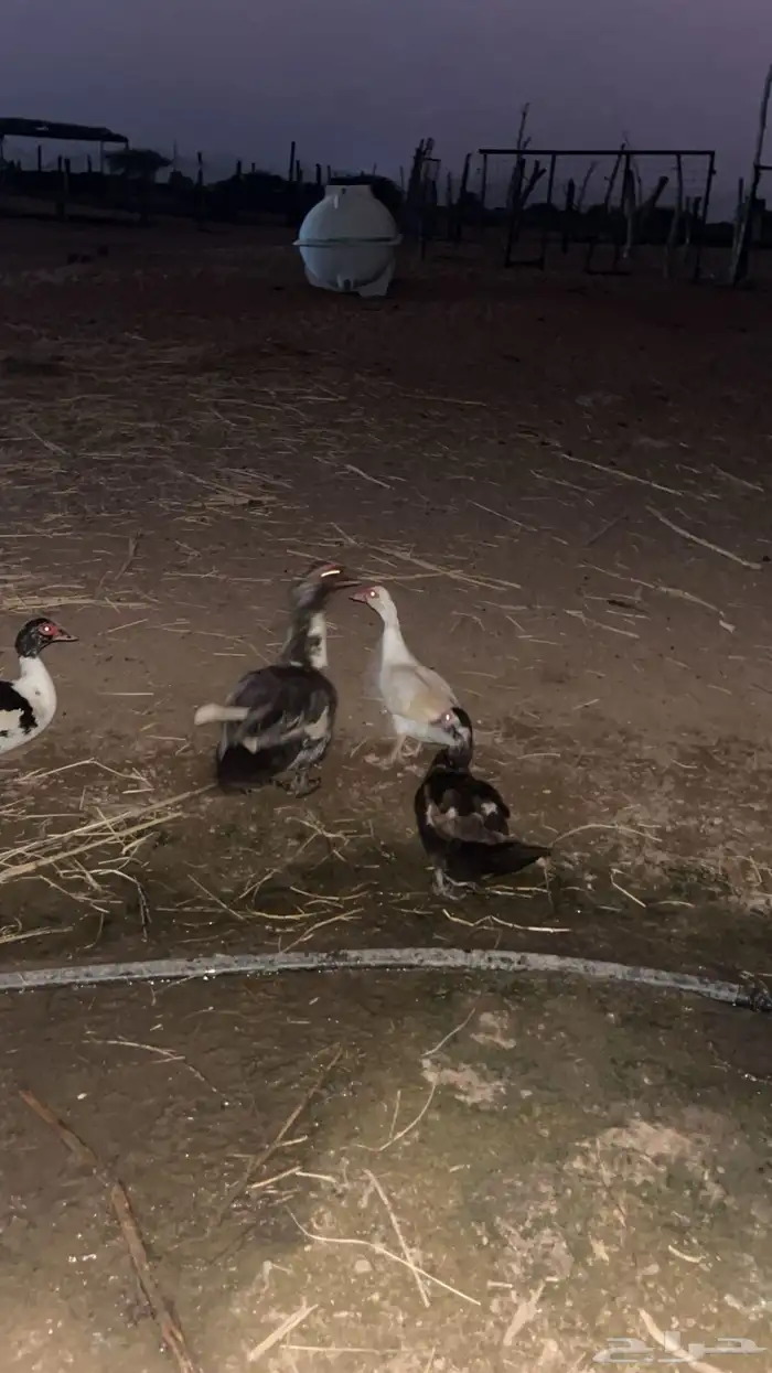 بطة مصري 19