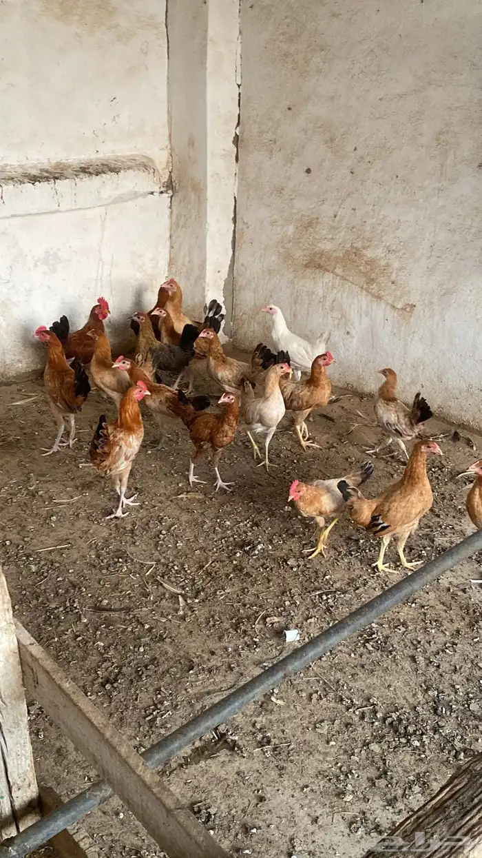 دجاج للبيع 2