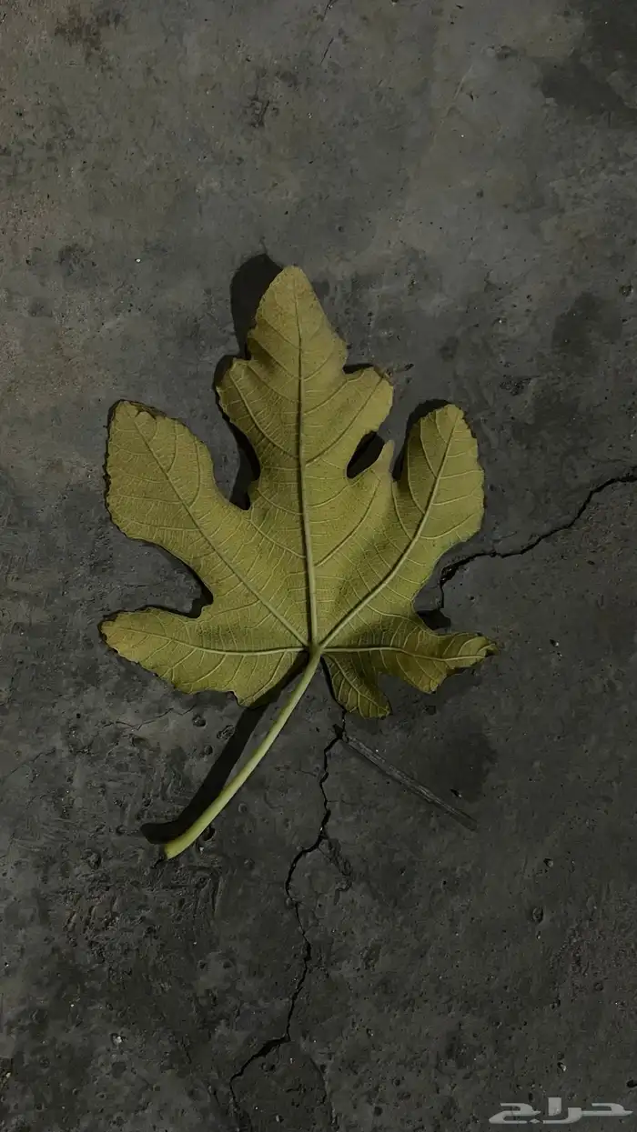 مندوب توصيل طلبات ومشاوير بلجرشي وماحولها 1