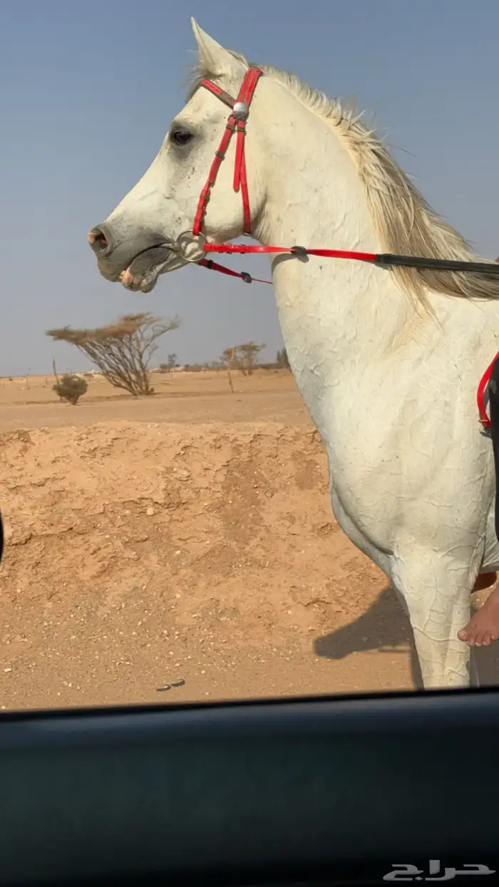 احصان شعبي كفو وله كسبات 3