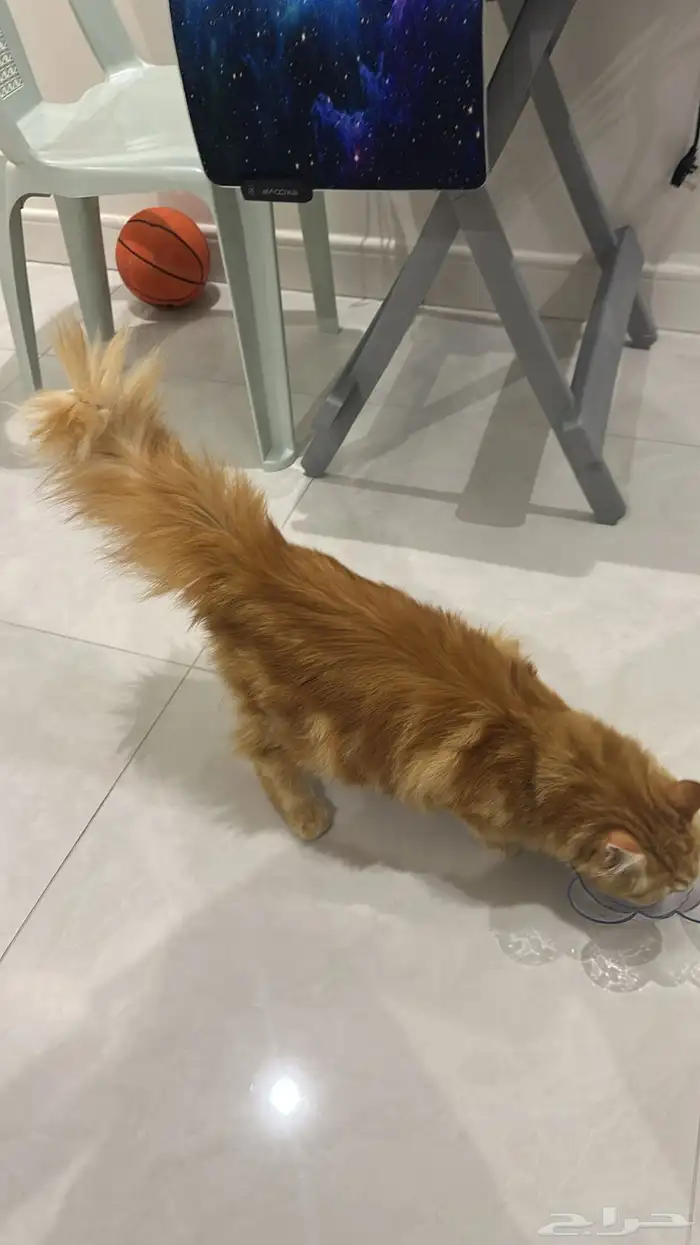 قط ذكر شيرازي للتبني 2