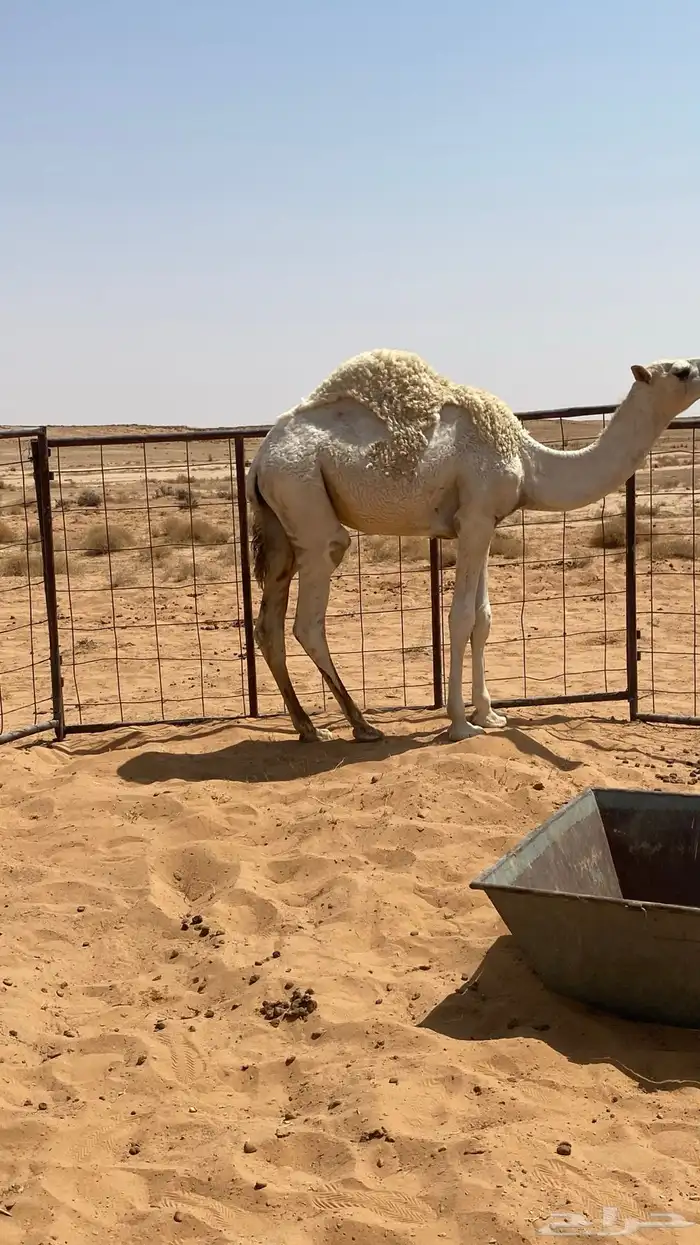 ثلاث عروض كفو قصب فل شحم وناقه ملاقي 5
