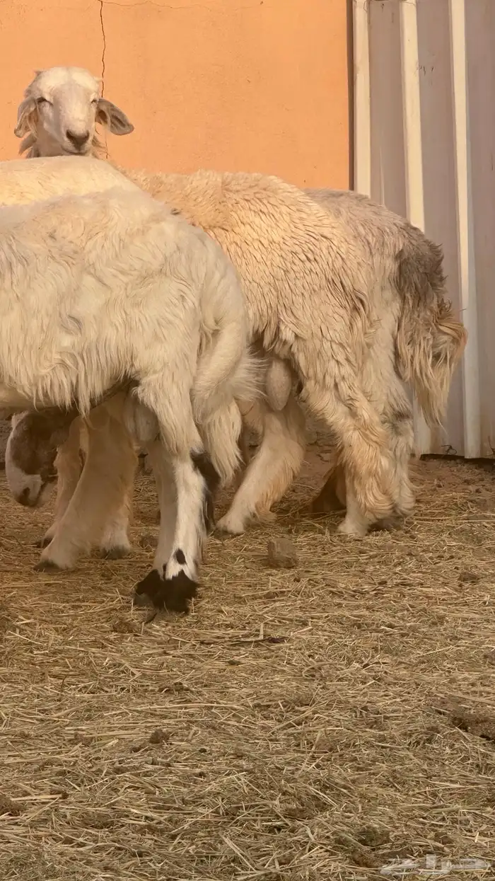 طليان للبيع جمله وتفريد 4