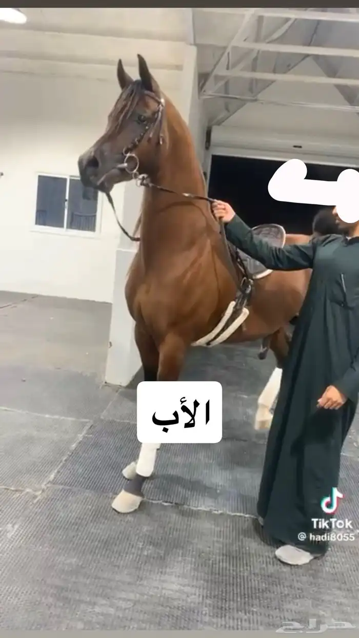 مهر بأوراق 2