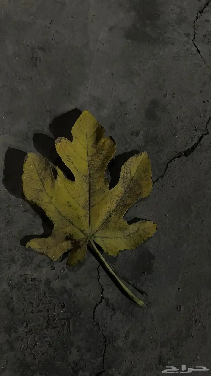 مندوب توصيل طلبات ومشاوير بلجرشي وماحولها 0