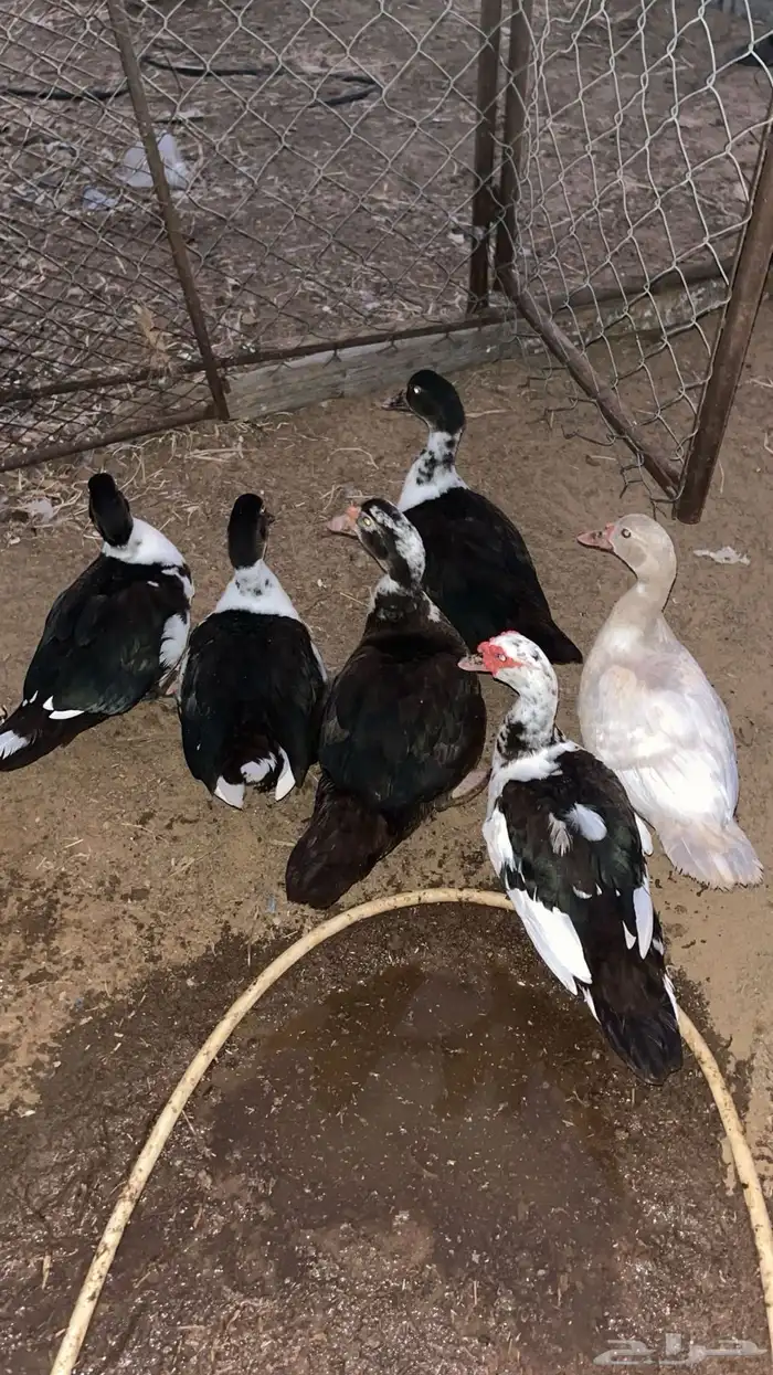 بطة مصري 6