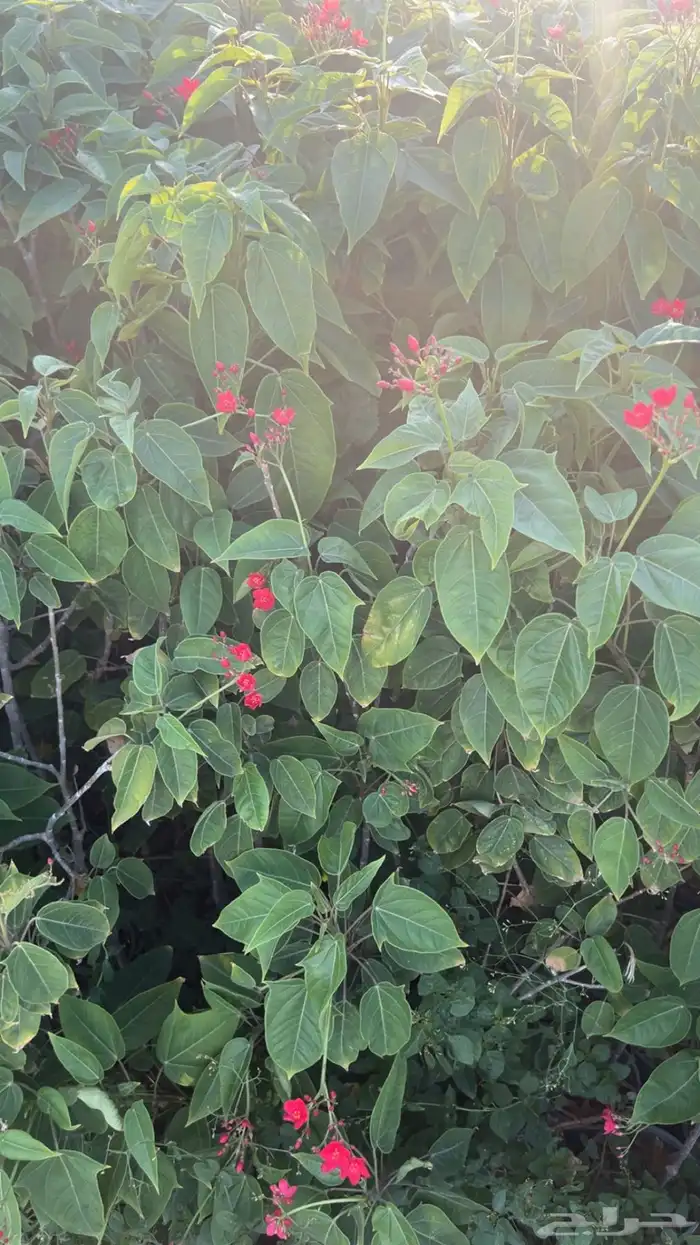 مشتل مؤسسة ميم للتشجير 1