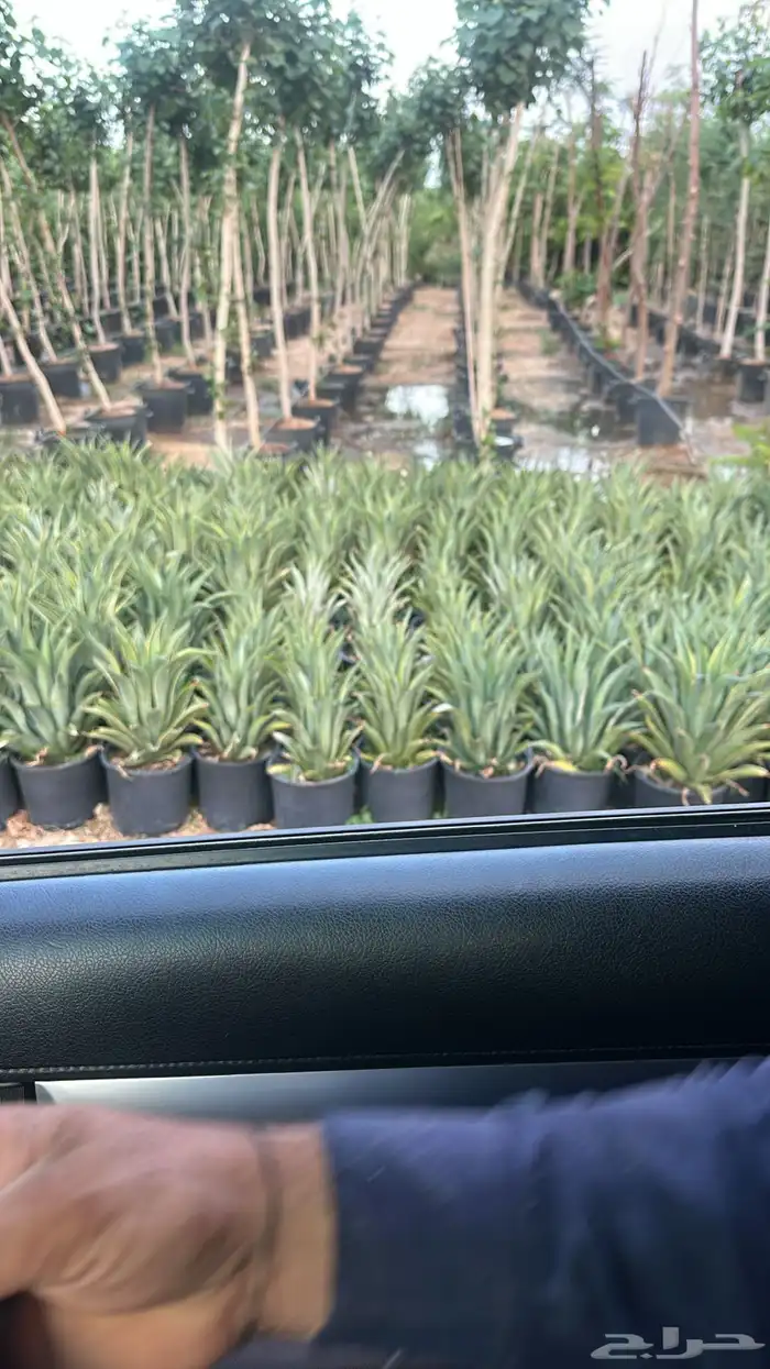 نباتات الزينة والعطريات والزهور   نجران 15