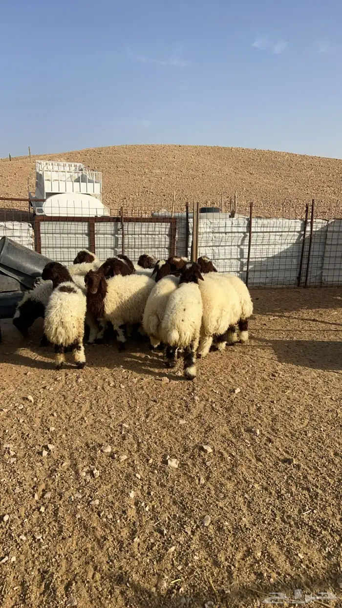ذبايح ذبيحه نعيم هرفي جبر نعيمي وسط حري هرافي حريات لباني 6