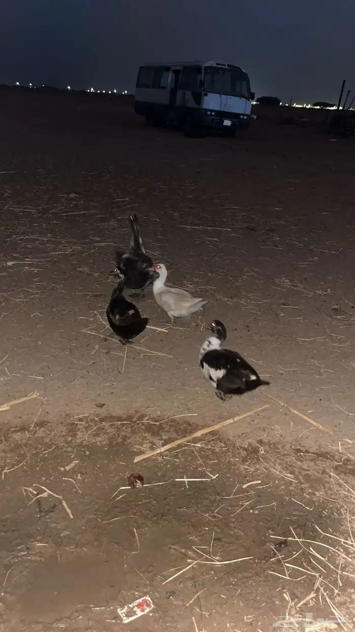 بطة مصري 18