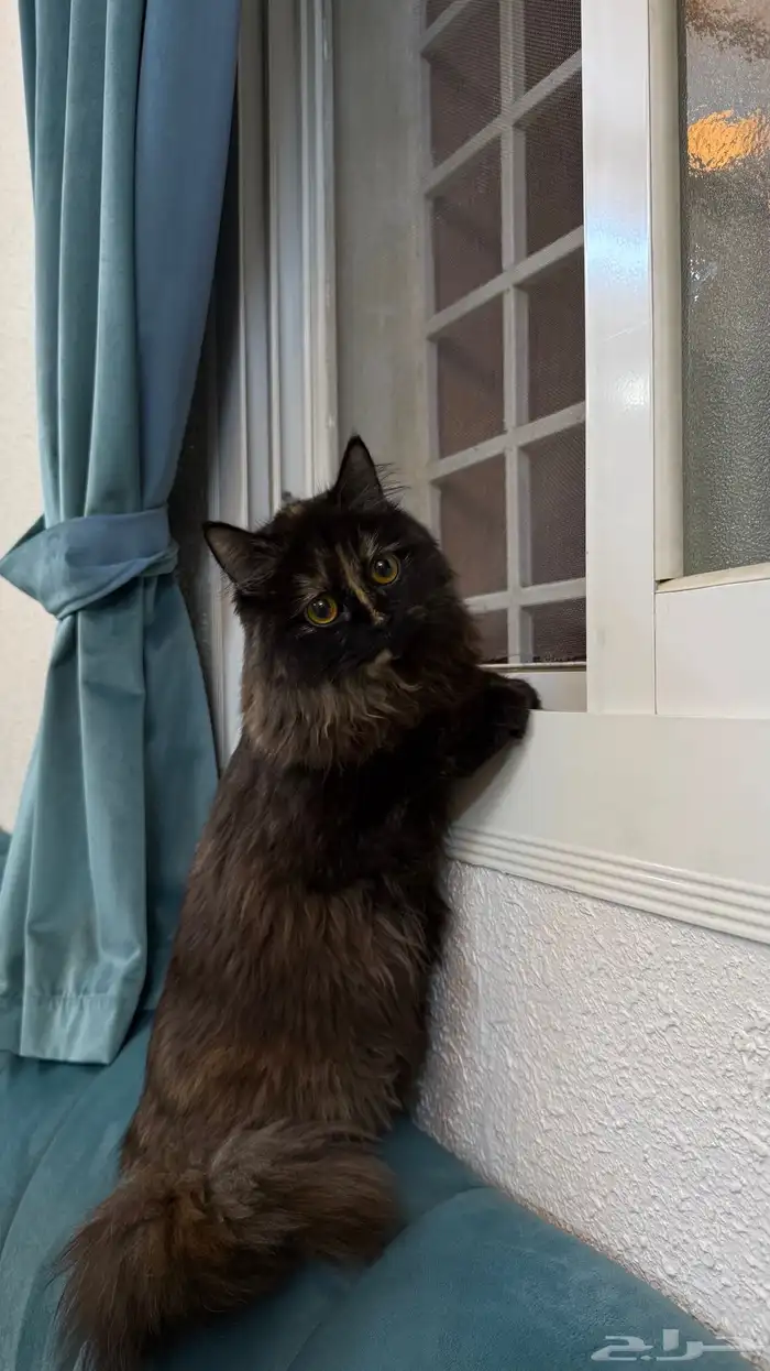 قطه وأطفالها للتبني 1