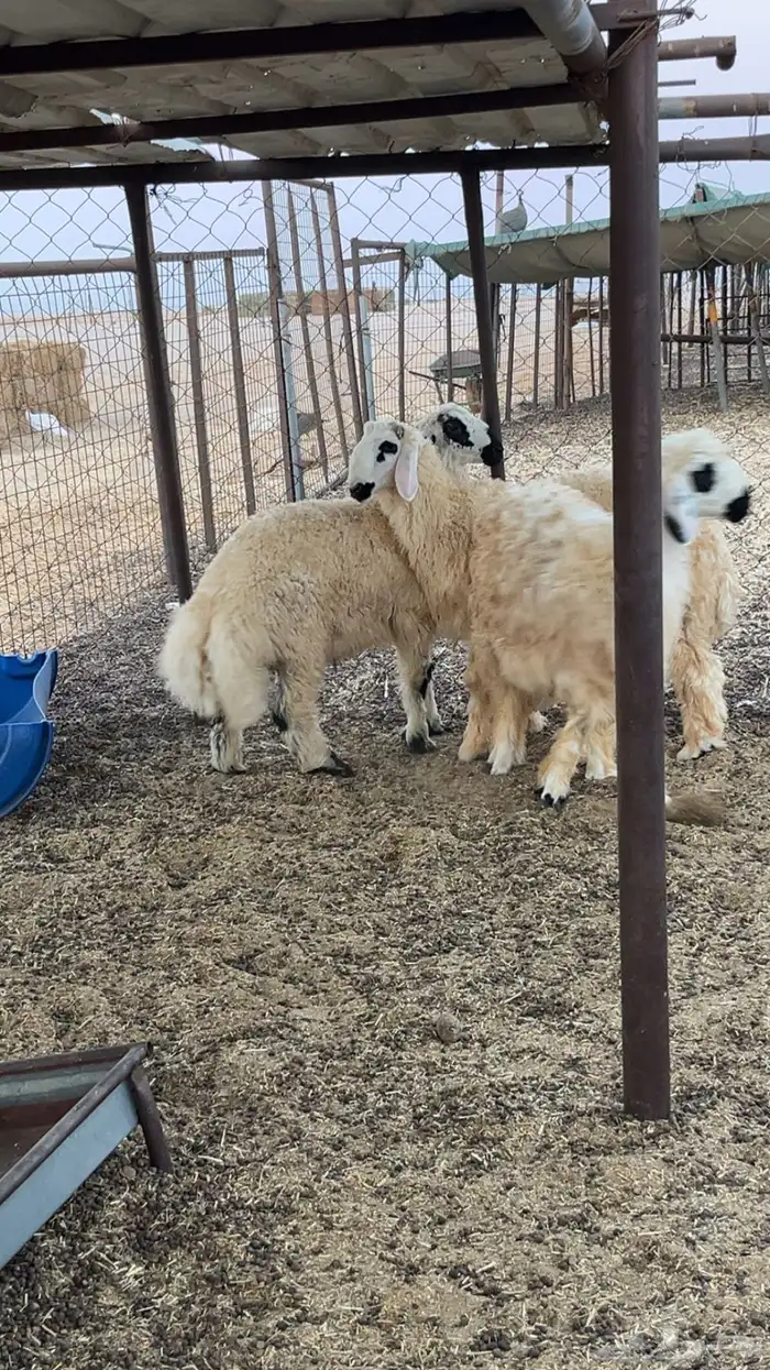 غنم صنف مكحله عرب بيض من نوادر الغنم 2