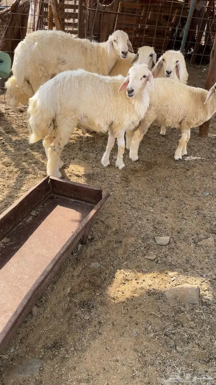 طليان حري عدد 5 1
