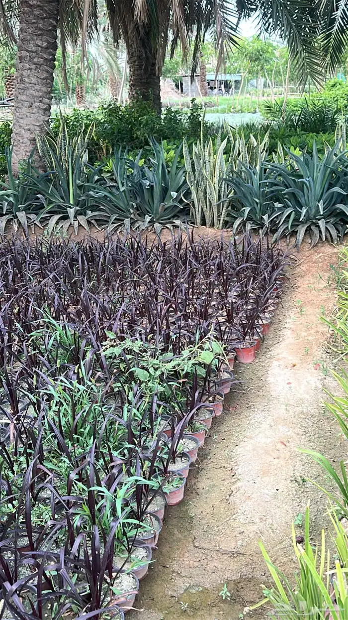 نباتات الزينة والعطريات والزهور   نجران 14