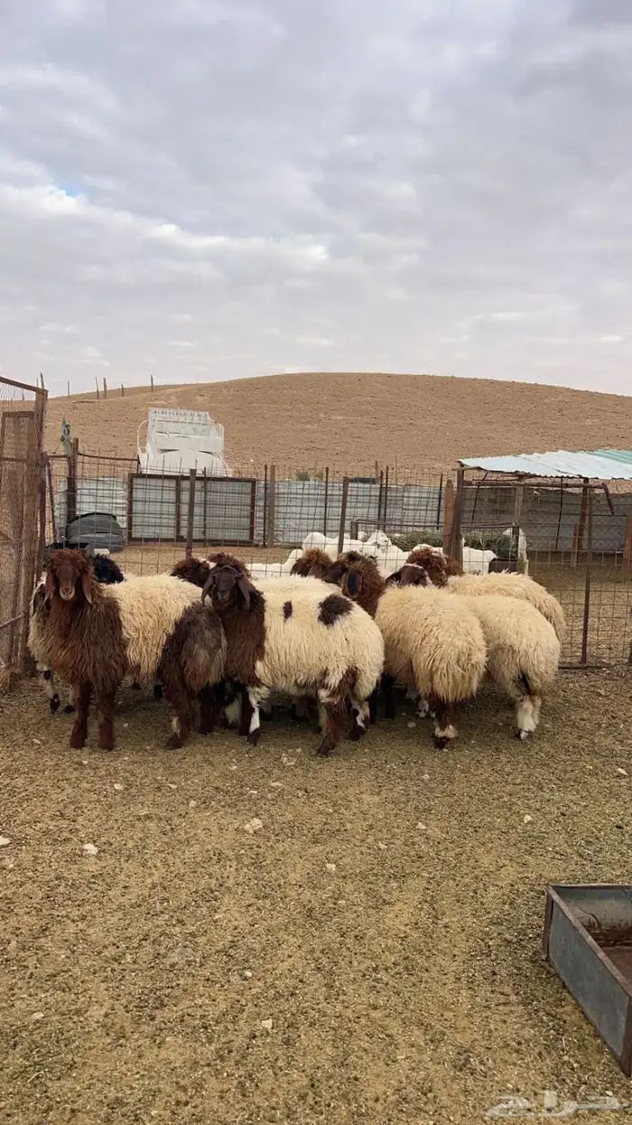ذبايح ذبيحه نعيم هرفي جبر نعيمي وسط حري هرافي حريات لباني 5