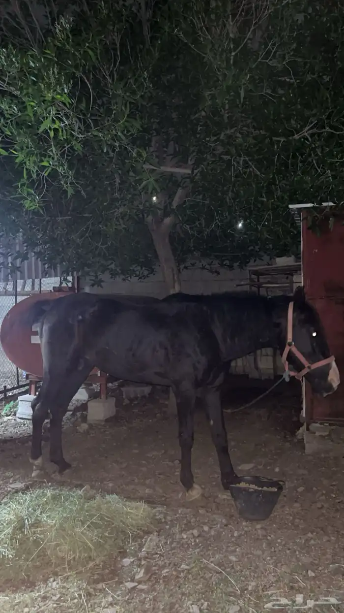 ( للبيع ) حصان او خيل انقليزي جزائري بحاله سليمه عمره 6 1