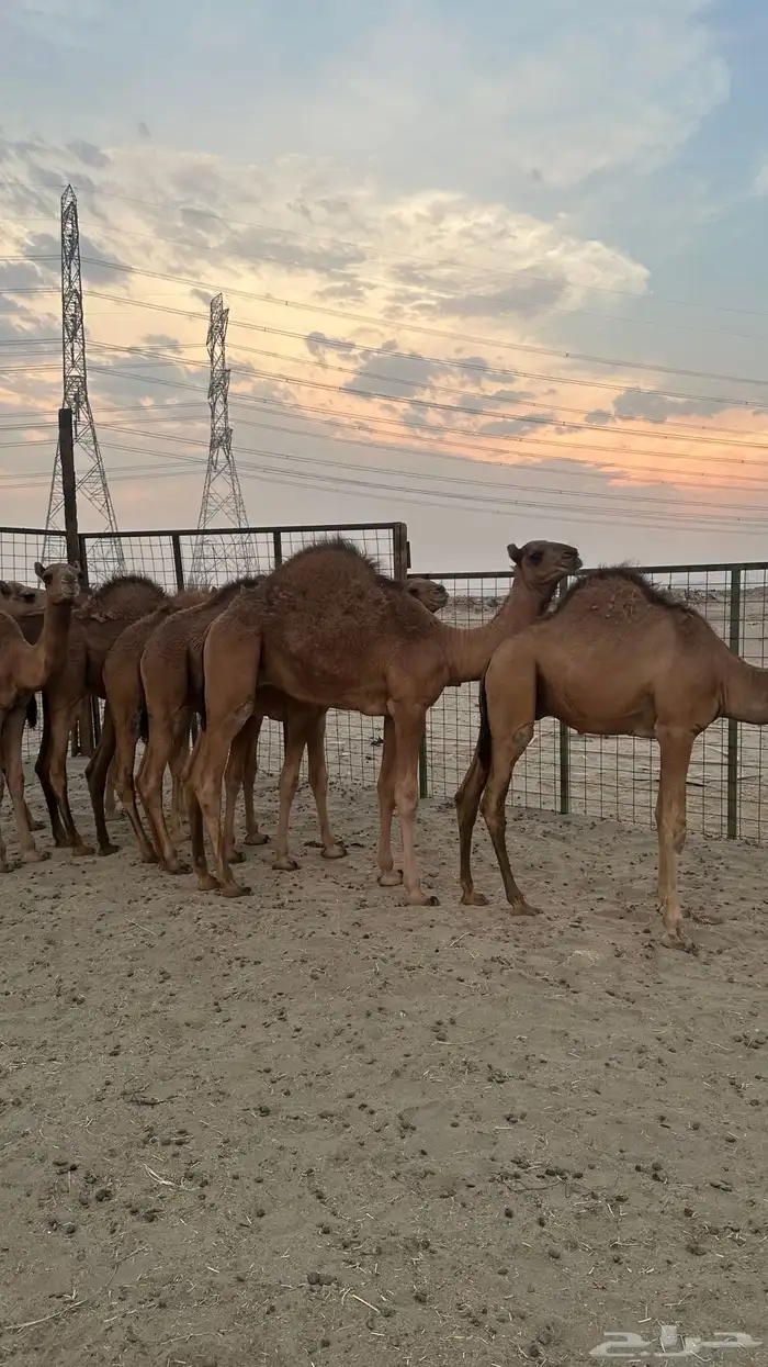 قعدان بلدي سواحل طيبه ( تم البيع ) 6